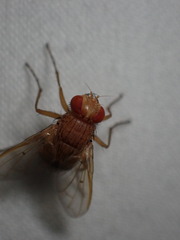 Ormia ochracea