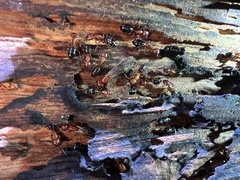 Camponotus decipiens