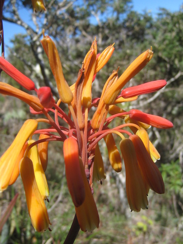 Aloe andringitrensis image