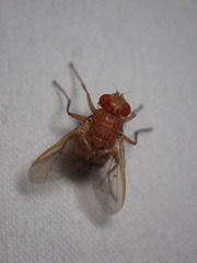 Ormia ochracea