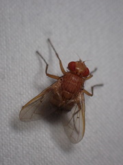 Ormia ochracea
