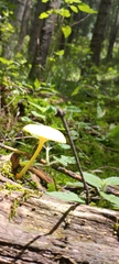 Tricholomopsis