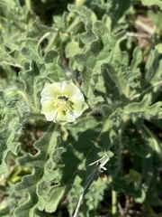 Chamaesaracha coniodes