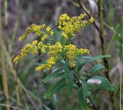 Solidago