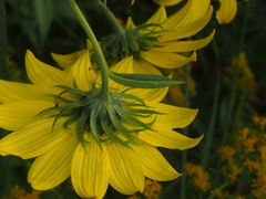 Helianthus giganteus