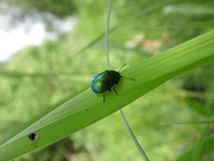 Chrysolina graminis