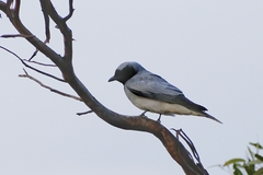 Coracina novaehollandiae