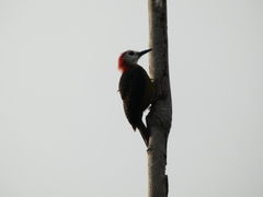 Melanerpes radiolatus