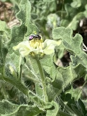 Chamaesaracha coniodes