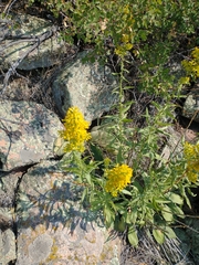 Solidago speciosa