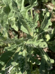 Chamaesaracha coniodes