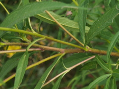 Helianthus giganteus