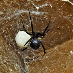 Latrodectus
