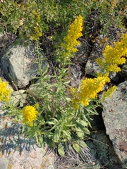 Solidago speciosa
