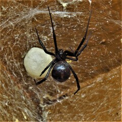 Latrodectus