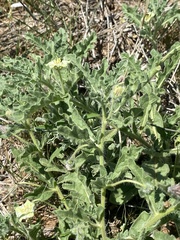 Chamaesaracha coniodes