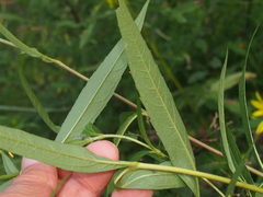 Helianthus giganteus