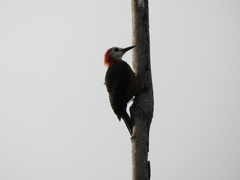 Melanerpes radiolatus