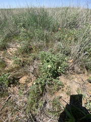 Chamaesaracha coniodes