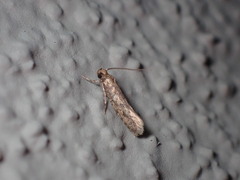 Amydria effrenatella