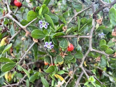 Lycium brevipes