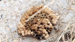 Polistes exclamans