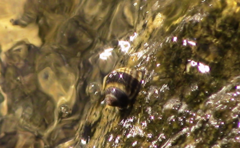 Littorininae