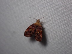 Choreutis emplecta