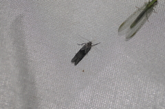 Blastobasis glandulella