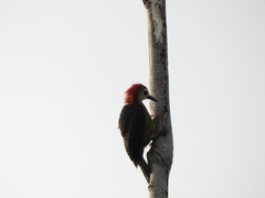 Melanerpes radiolatus
