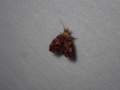 Choreutis emplecta