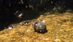 Littorininae