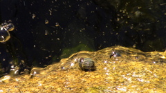 Littorininae