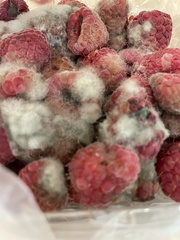 Botrytis