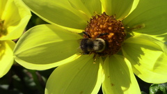 Littorininae