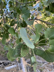 Populus fremontii