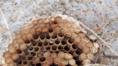 Polistes exclamans