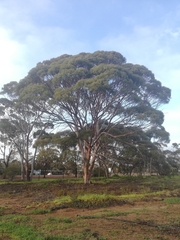 Eucalyptus salmonophloia
