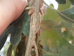 Andricus chrysolepidicola