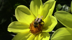 Littorininae