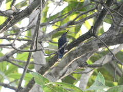 Anthracothorax mango