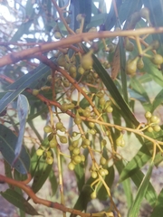 Eucalyptus salmonophloia