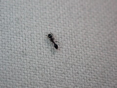 Monomorium ergatogyna