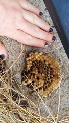 Polistes exclamans