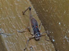 Tettigoniinae