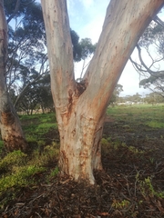 Eucalyptus salmonophloia