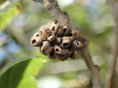 Callirhytis serricornis