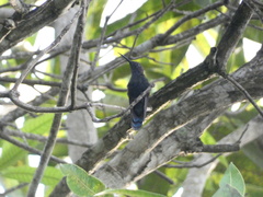 Anthracothorax mango