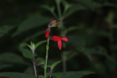 Salvia fulgens