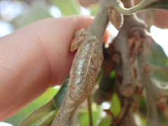 Andricus chrysolepidicola